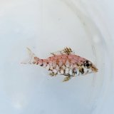 《近海産海水魚》イトフエフキ幼魚(画像の個体です)…ハンドコート採取
