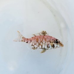画像1: 《近海産海水魚》イトフエフキ幼魚(画像の個体です)…ハンドコート採取