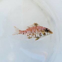 画像3: 《近海産海水魚》イトフエフキ幼魚(画像の個体です)…ハンドコート採取