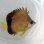 画像2: 《近海産海水魚》シラコダイ(SSサイズ)…当店ハンドコート採取（餌食べています！） (2)