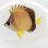 画像1: 《近海産海水魚》シラコダイ(SSサイズ)…当店ハンドコート採取（餌食べています！） (1)