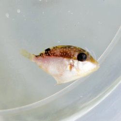 画像3: 《近海産海水魚》ツマジロモンガラ幼魚(画像の個体です)…ハンドコート採取