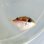 画像3: 《近海産海水魚》ツマジロモンガラ幼魚(画像の個体です)…ハンドコート採取 (3)