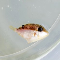 画像2: 《近海産海水魚》ツマジロモンガラ幼魚(画像の個体です)…ハンドコート採取