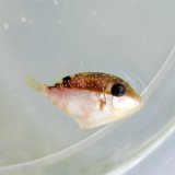 《近海産海水魚》ツマジロモンガラ幼魚(画像の個体です)…ハンドコート採取