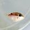 画像1: 《近海産海水魚》ツマジロモンガラ幼魚(画像の個体です)…ハンドコート採取 (1)