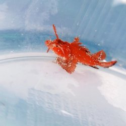 画像4: 《近海産海水魚》【ウルトラレアサイズ】ツノカサゴの稚魚（画像の個体です）…ハンドコート採取