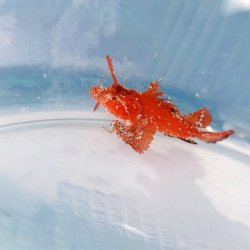 画像1: 《近海産海水魚》【ウルトラレアサイズ】ツノカサゴの稚魚（画像の個体です）…ハンドコート採取