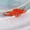 画像2: 《近海産海水魚》【ウルトラレアサイズ】ツノカサゴの稚魚（画像の個体です）…ハンドコート採取 (2)