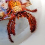 《近海産甲殻類》コモンヤドカリ(2Lサイズ)…ハンドコート採取
