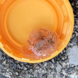 《近海産甲殻類》タコの仲間のベビー（画像の個体です）…ハンドコート採取