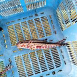 《近海産海水魚》ヨメヒメジ（1匹）…ハンドコート採取