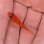 画像3: 《近海産海水魚》激レアサイズのユカタハタ幼魚(画像の個体です)…当店ハンドコート採取【熊野灘産】 (3)