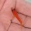 画像2: 《近海産海水魚》激レアサイズのユカタハタ幼魚(画像の個体です)…当店ハンドコート採取【熊野灘産】 (2)