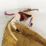 《近海産甲殻類》ガザミの仲間(画像の個体です)…ハンドコート採取
