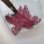 画像6: 《近海産海水魚》熊野灘産ボロカサゴ（画像の個体です）…ハンドコート採取