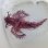 画像7: 《近海産海水魚》熊野灘産ボロカサゴ（画像の個体です）…ハンドコート採取