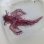 画像10: 《近海産海水魚》熊野灘産ボロカサゴ（画像の個体です）…ハンドコート採取