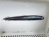 《外洋性深海魚》ワニトカゲギス目の1種（画像の個体です）約15センチ±…冷凍個体