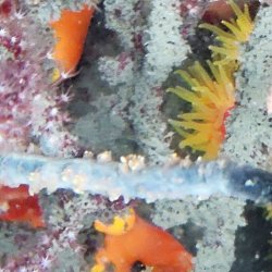 画像1: 《近海産海洋生物》ムチカラマツ(カット物)…画像の桃系ポリプ色です
