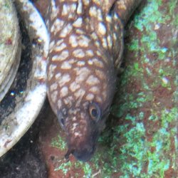 画像3: 《近海産海水魚》ビッグドット模様のユリウツボ（画像の個体です)…ハンドコート採取