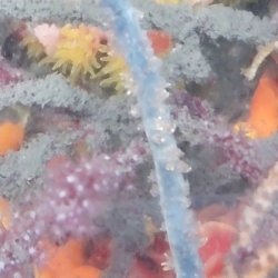 画像3: 《近海産海洋生物》ムチカラマツ(カット物)…画像の桃系ポリプ色です