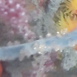 画像2: 《近海産海洋生物》ムチカラマツ(カット物)…画像の桃系ポリプ色です