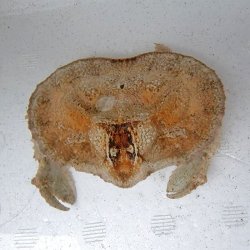 画像3: 《近海産甲殻類》【激レア】メンコヒシガニ…ハンドコート採取