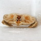 《近海産甲殻類》【激レア】メンコヒシガニ…ハンドコート採取
