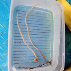 画像2: 《近海産海洋生物類》シロアザミヤギ…ハンドコート採取