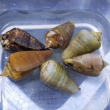 《近海産甲殻類》マガキガイ 3個セット…ハンドコート採取