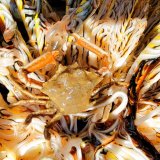 《近海産甲殻類》コマチガニの仲間(画像の個体です)