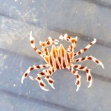 《近海産甲殻類》☆ゼブラガニ…ハンドコート採取