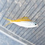 《近海産海水魚》ウメイロモドキ（Ｓサイズ）…ハンドコート採取