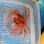 画像2: 《近海産甲殻類》ケアシガニ(画像の個体です)…ハンドコート採取 (2)