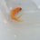 画像3: 《近海産海水魚》☆★☆熊野灘産ナガハナダイ幼魚（激珍サイズ）・・・