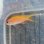 画像4: 《近海産海水魚》☆★☆熊野灘産ナガハナダイ幼魚（激珍サイズ）・・・