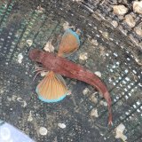 《近海産海水魚》カナガシラ（数週間ストックの個体です）…ハンドコート採取