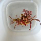 《近海産甲殻類》☆★オニノツノガニ(画像の個体です)…ハンドコート採取