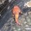 画像5: 《近海産海水魚》☆☆激レアサイズのダルマオコゼ幼魚(画像の美色個体です)…熊野灘産ハンドコート採取