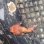 画像6: 《近海産海水魚》☆☆激レアサイズのダルマオコゼ幼魚(画像の美色個体です)…熊野灘産ハンドコート採取