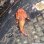 画像3: 《近海産海水魚》☆☆激レアサイズのダルマオコゼ幼魚(画像の美色個体です)…熊野灘産ハンドコート採取