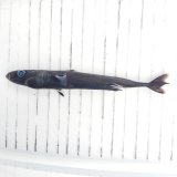 《外洋性深海魚》【ウルトラレア】ツラナガコビトザメ属の1種(画像の個体です）14センチ±…冷凍個体