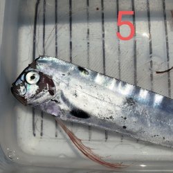 画像2: 《外洋性深海魚》☆★☆テンガイハタ No.5【冷凍】・・ハンドコート採取