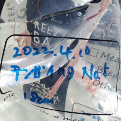 画像4: 《外洋性深海魚》☆★☆テンガイハタ No.5【冷凍】・・ハンドコート採取