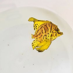 画像2: 《近海産海水魚》☆★テングダイの幼魚・・・ハンドコート採取