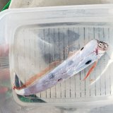 《外洋性深海魚》☆★☆テンガイハタ　2023.3.28（尾ヒレ欠け）・・ハンドコート採取