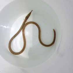 画像3: 《近海産海水魚》ダイナンウミヘビ(Sサイズ)…ハンドコート採取