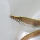《近海産海水魚》ダイナンウミヘビ(Sサイズ)…ハンドコート採取