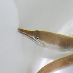 画像1: 《近海産海水魚》ダイナンウミヘビ(Sサイズ)…ハンドコート採取